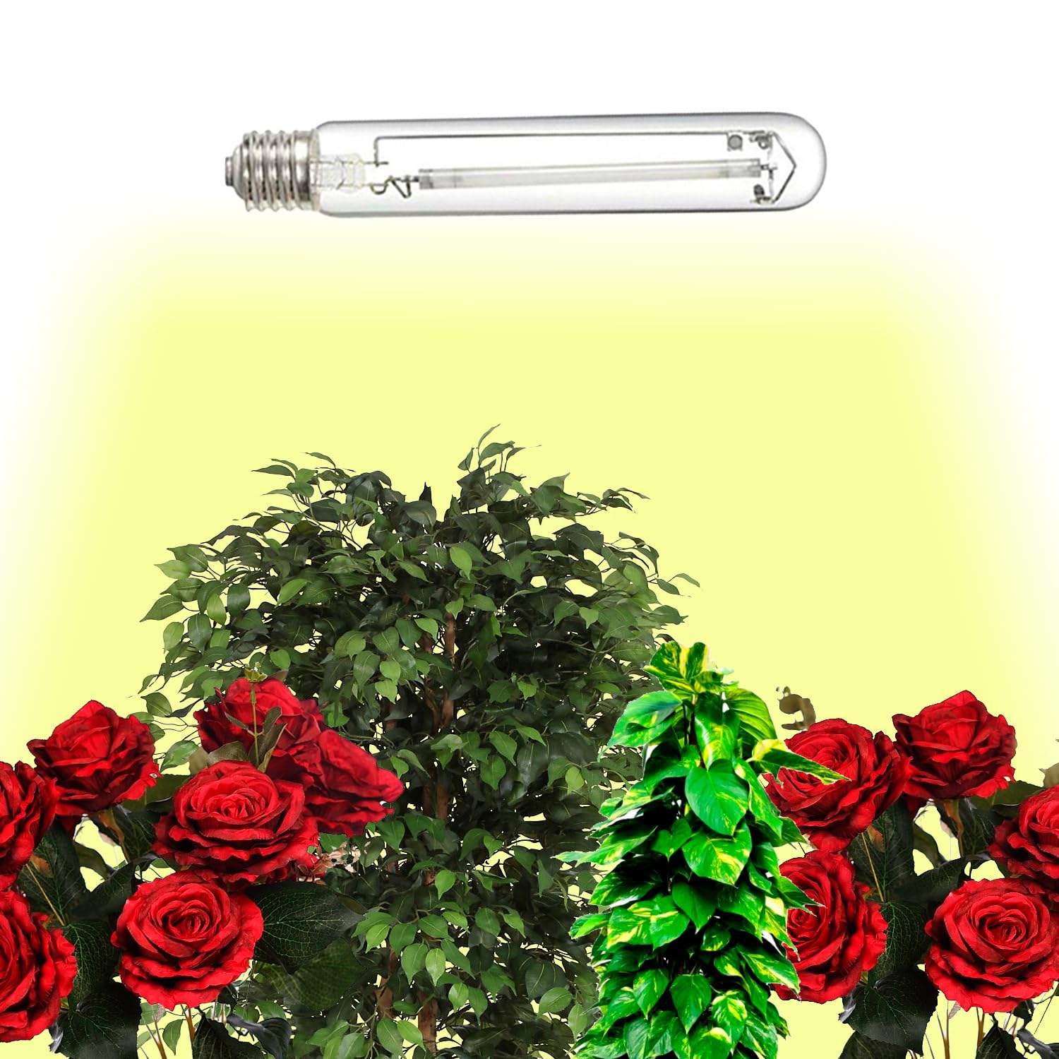 Lucius Natriumlampen 600 W HPS E40 Packung mit 25