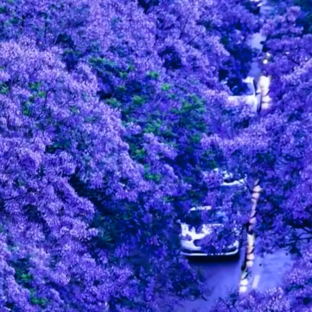 Blue Jacaranda Tree Live Plant, Flowering Jacaranda Mimosifolia 8–10 Inches Tall, Ornamental Outdoor Tree with Blue Purple Blooms