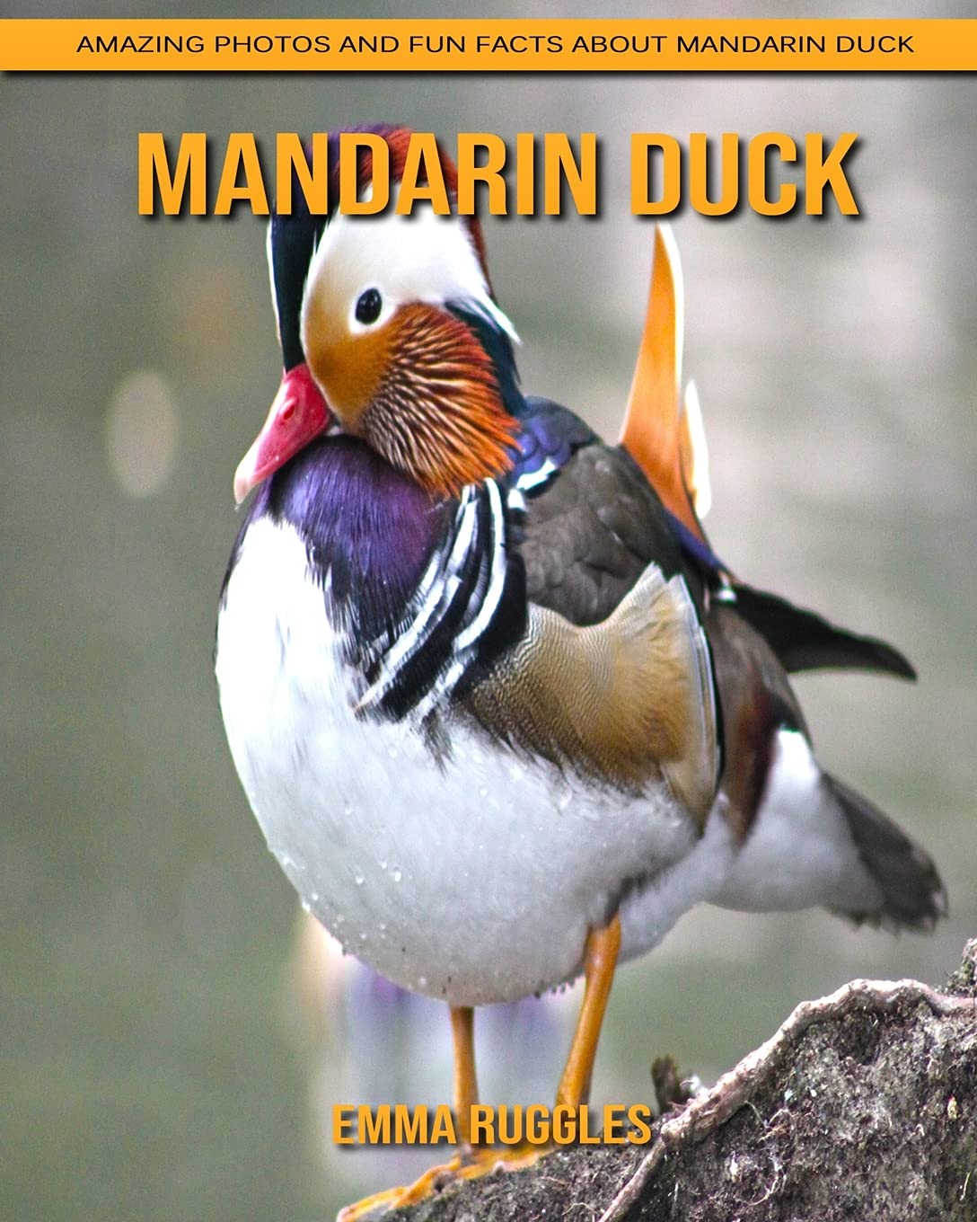 Buy Mandarin Duck Amazing Photos and Fun Facts about Mandarin Duck