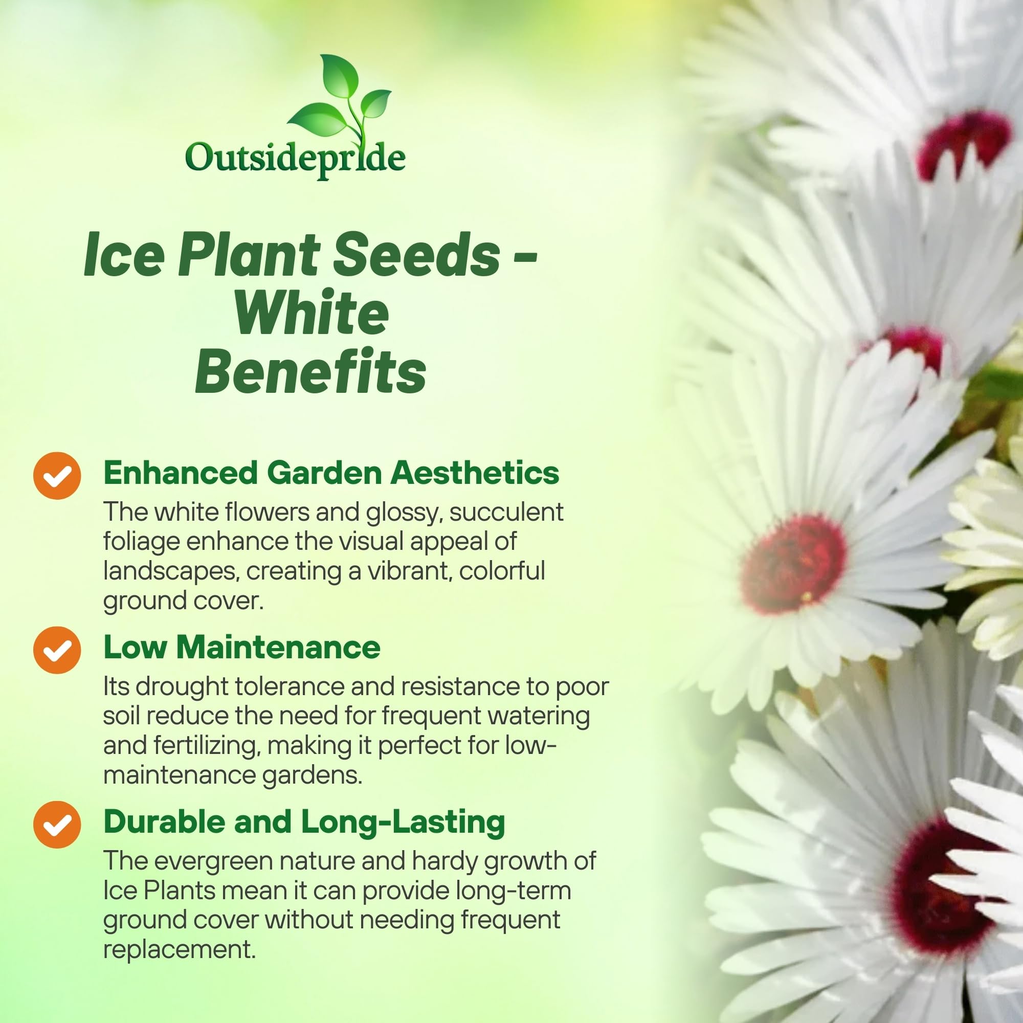 Amazon.com : Outsidepride Gelato White Ice Plant Seeds - 5000 Pcs