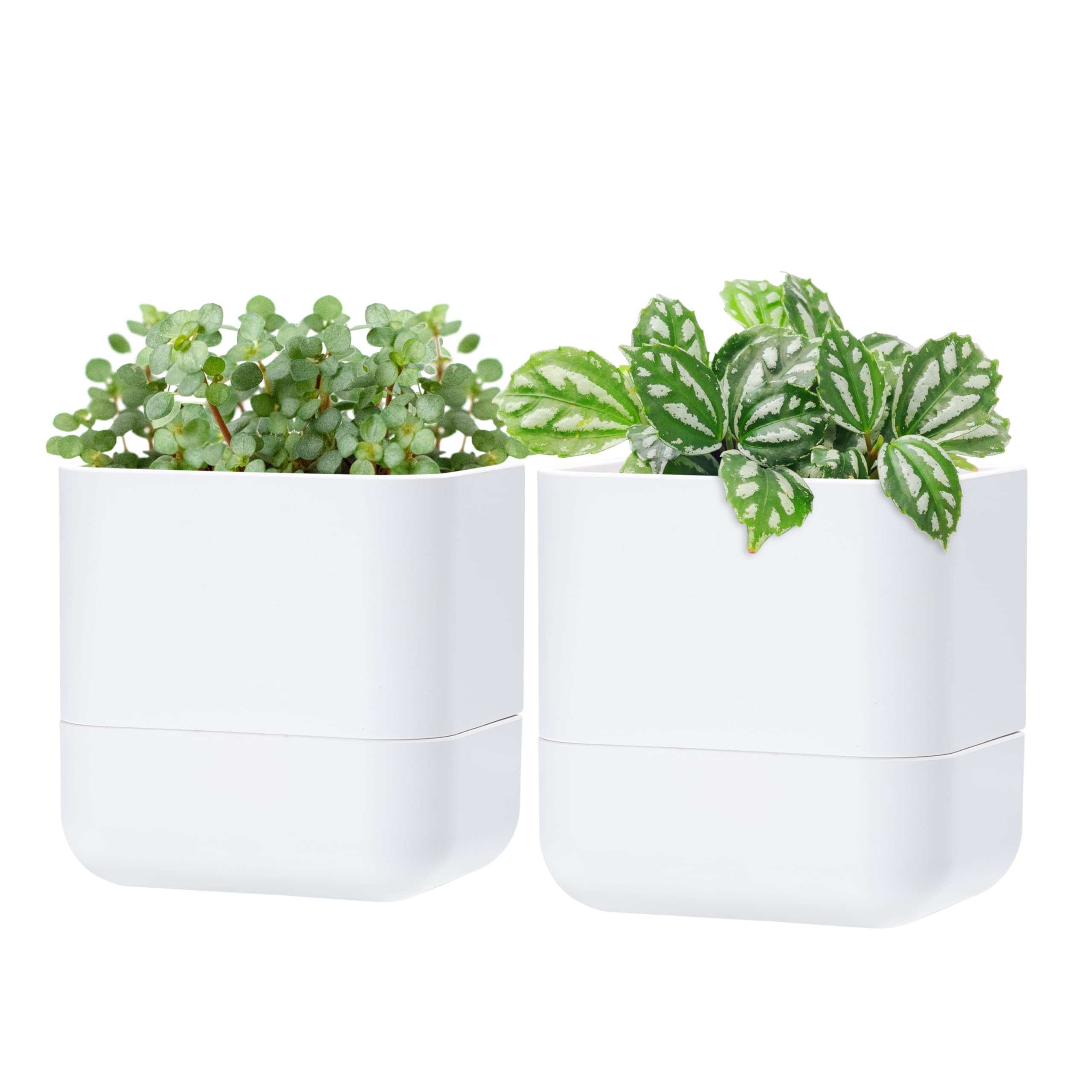 Phoenix Vine 6.5-Inch Wall Mounted Self-Watering Planter – Set Of 3, Black, For Indoor Plants & Herbs