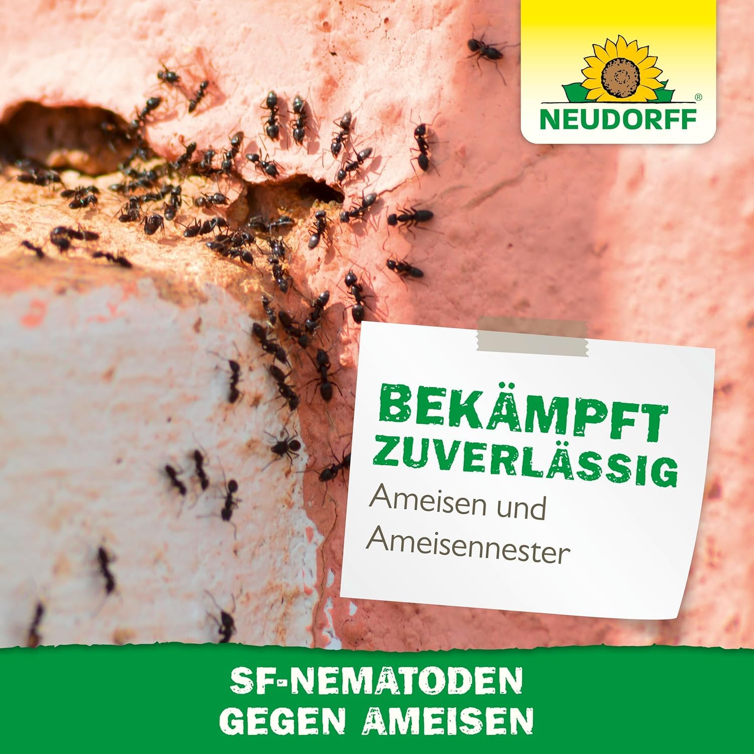 Neudorff Nützlinge gegen Ameisen – 10 Mio. SF-Nematoden zur natürlichen und schnellen Bekämpfung von Ameisen und Ameisennestern auf Rasen, Wegen & Co.