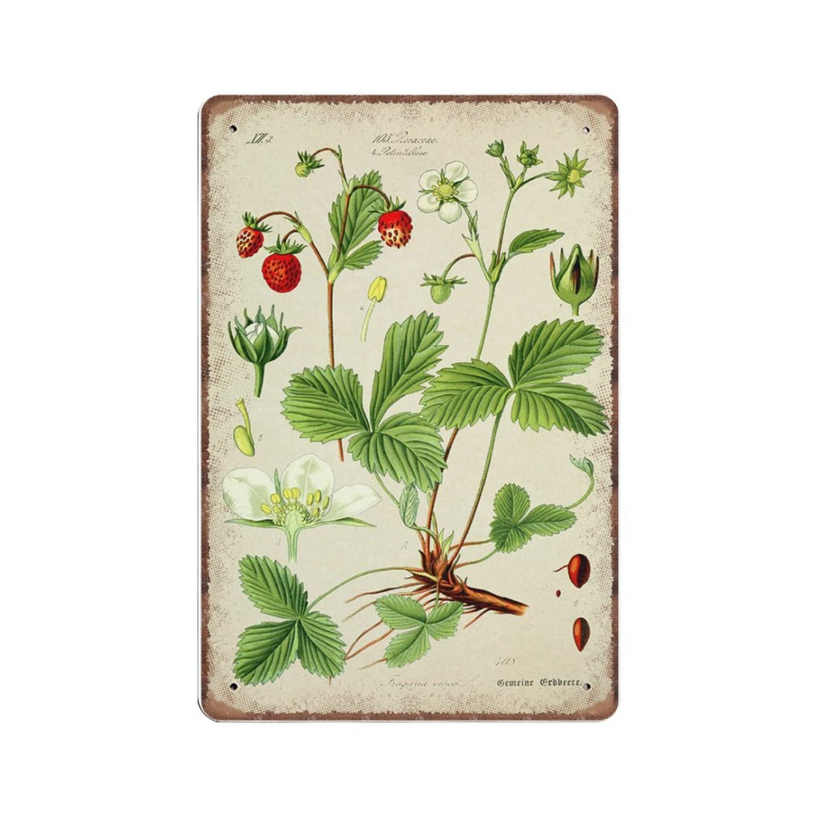 rayprint Vintage Metal Tin Sign Strawberry Botanical Funny Retro Wall Art for Kitchen Bathroom Home Decor Gifts Sign 8 X 12 INCH