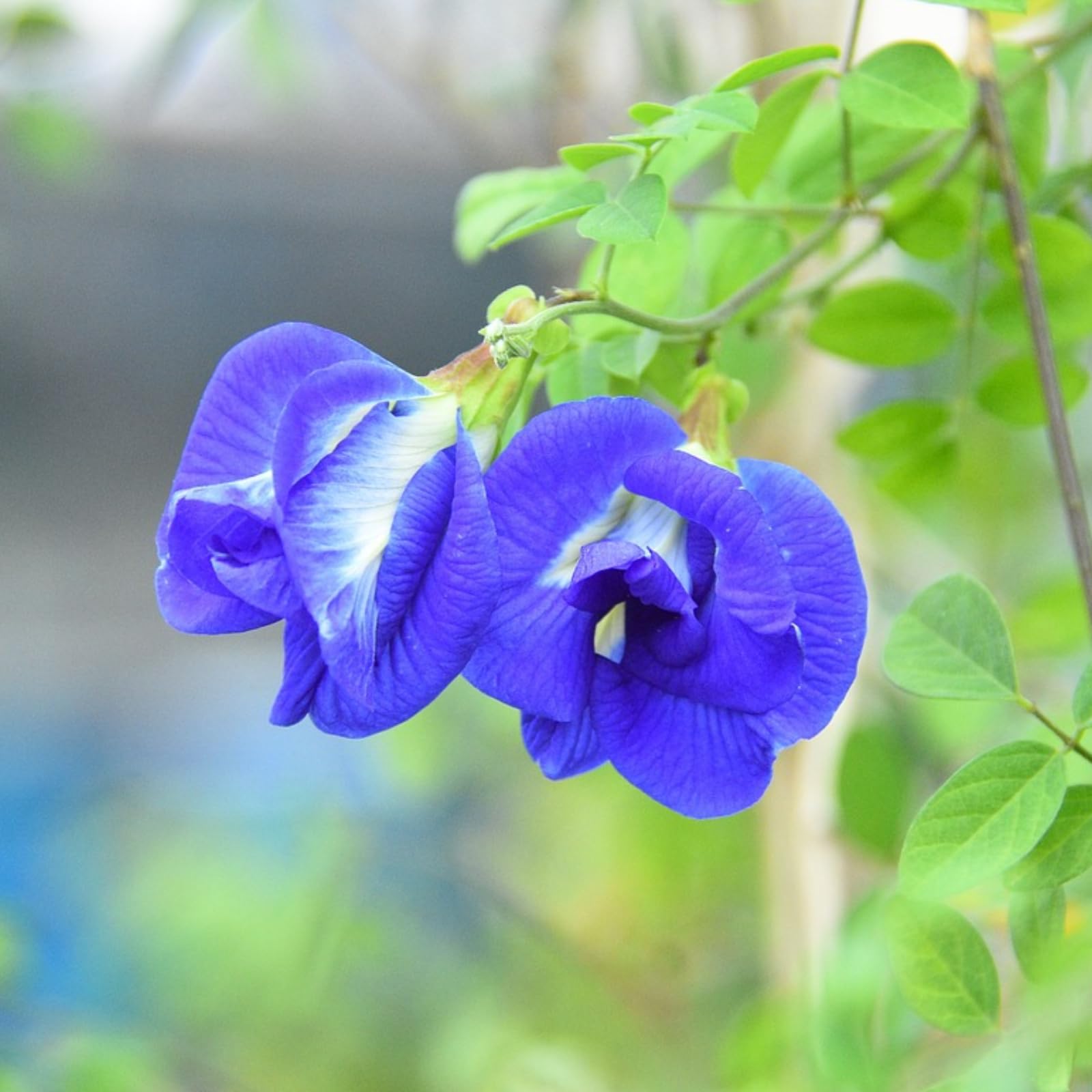Aparajita Seeds Double Petal Blue Color | Blue Pea Seeds for Gardening | Butterfly Pea Seeds for Planting | Flower Seeds for Home Garden All Season (25 Seeds)) (Double Petal) (B0CPYSSSC2) Amazon Price History, Amazon Price Tracker