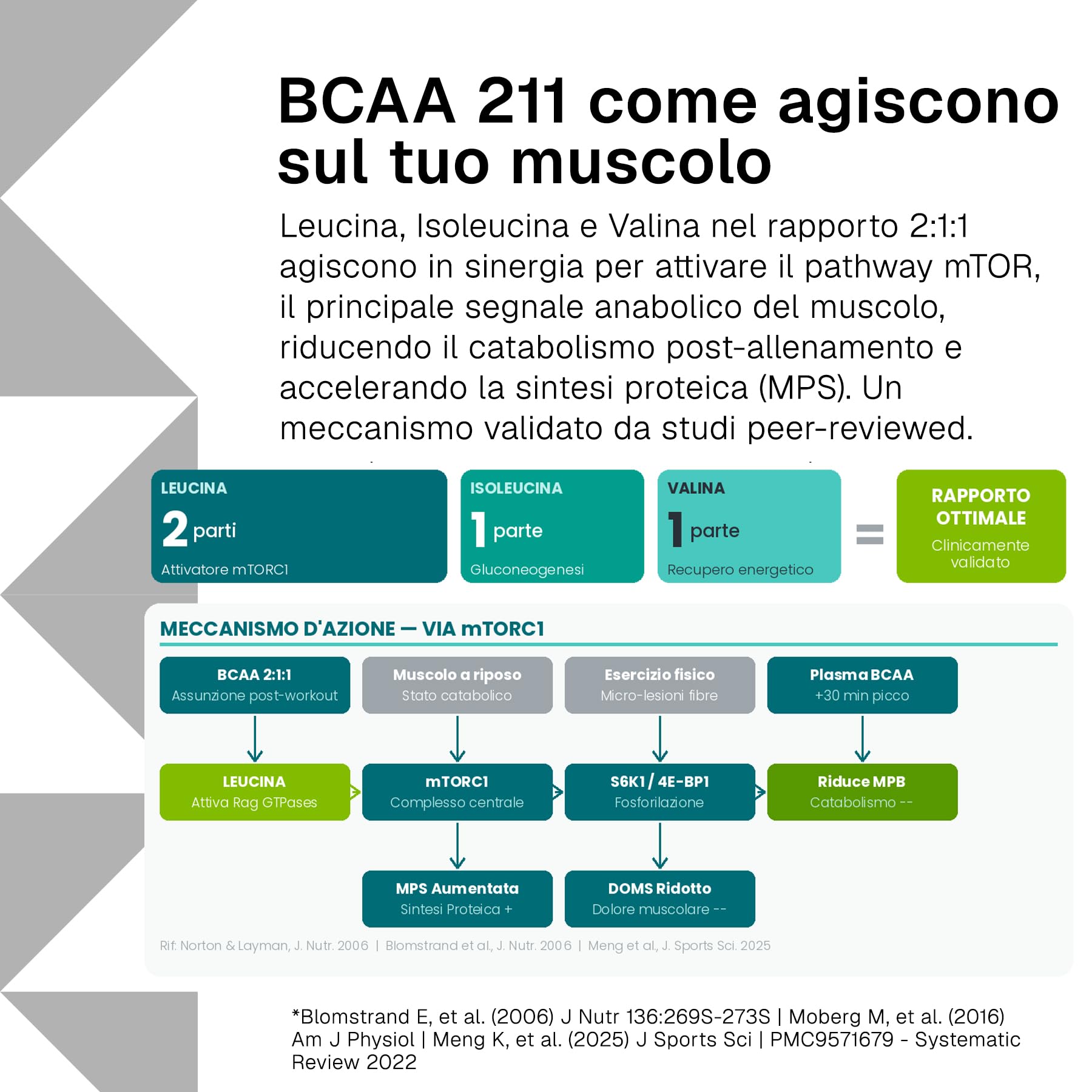Aminoacidi Ramificati BCAA 2 1 1 500 Compresse RTP – con 25000 mg L-Leucina, L-Isoleucina e L-Valina – Vitamina B6 – Amminoacidi BCAA per Sport, Palestra e Pre Post Workout
