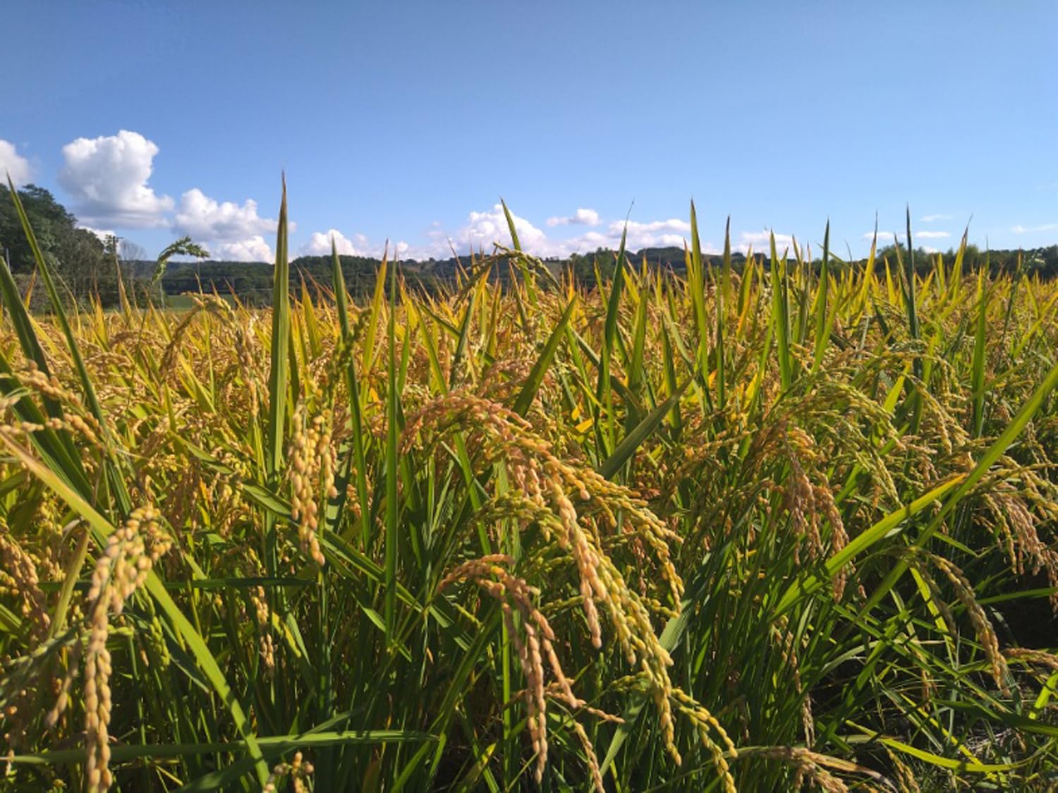 Amazon.co.jp: 【精米】 北海道 深川産 ななつぼし 特別栽培米 5kg 令