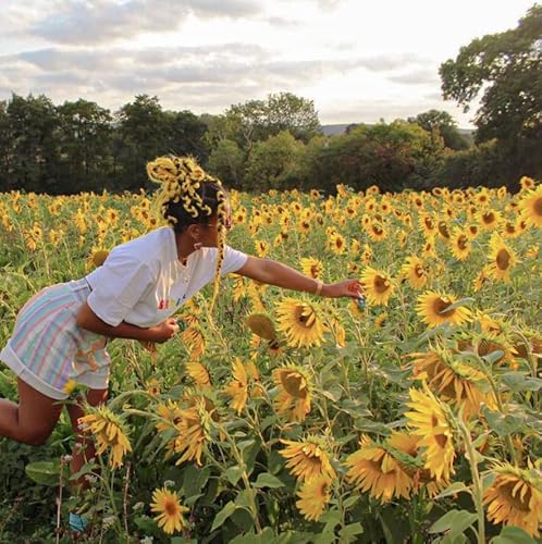Sovaeer Yellow Jumbo Braiding Hair Extensions Jumbo Braids For Twist Box Braids Crochet Hair High Temperature Synthetic Fiber Single Color For Women 24 Inches 100G/Bundle (3 Bundles/Pack,Yellow) #TOP3