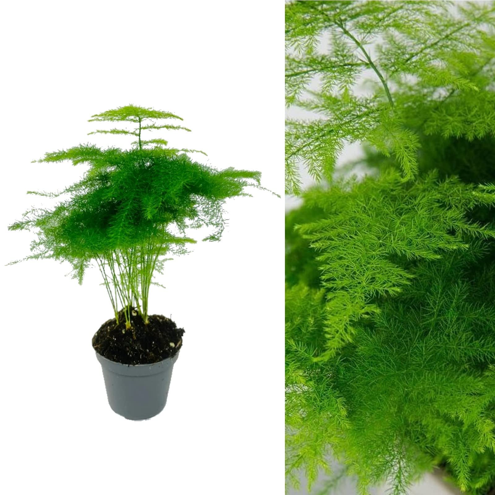 Asparagus Plumosus House Plant in a 7cm Pot - Mini Indoor Plant Perfect for Beginners (1 Plant)