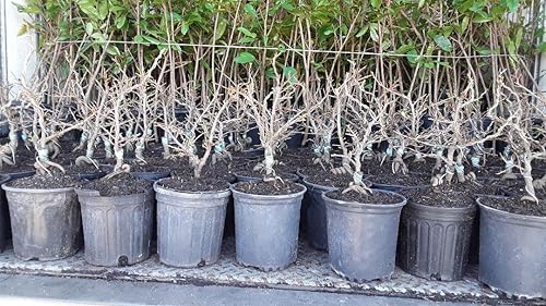 9EzTropical - Vietnamita Ochna integerrima - Mai vàng Vietnam - Mini Bonsai - 1 pie de alto - Envío en maceta de 6"