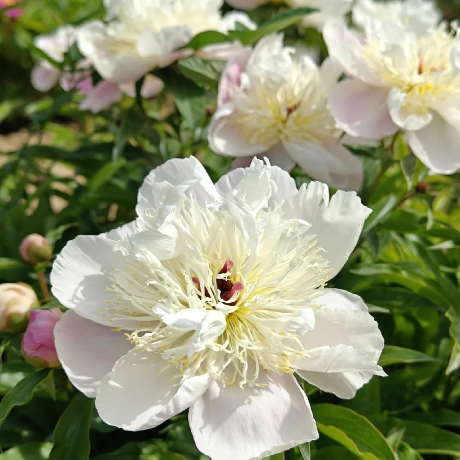 Peony Plants Bulbs Excellent Display Outdoor Perennial Balcony Garden Bulbs Can Be Potted-2bulbs-C