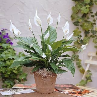 1 X SPATHIPHYLLUM 'PEACE LILLY' DARK GREEN HOUSEPLANT HEALTHY PLANT IN POT