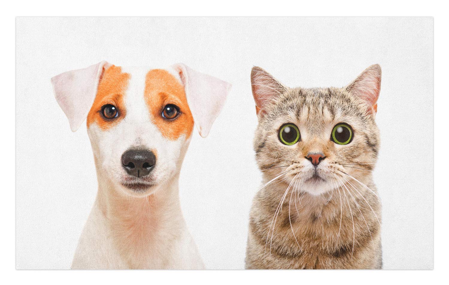 Are Jack Russell Terriers Good With Cats