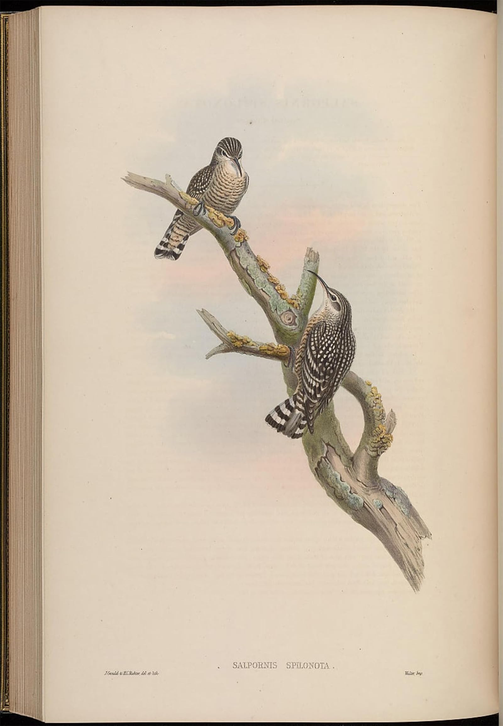 POSTERIIk Famous Animal Posters Vintage Picture Animal Bird Salpornis Spilonotus by John Gould Modern Wall Decor for Home Decor 60x90cm