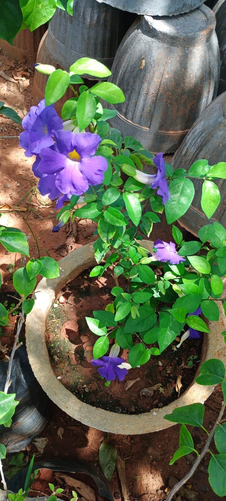 Anuraj farms Nilkantha plant thunbergia erecta, blue trumpet vine flower,King's Mantle live plant