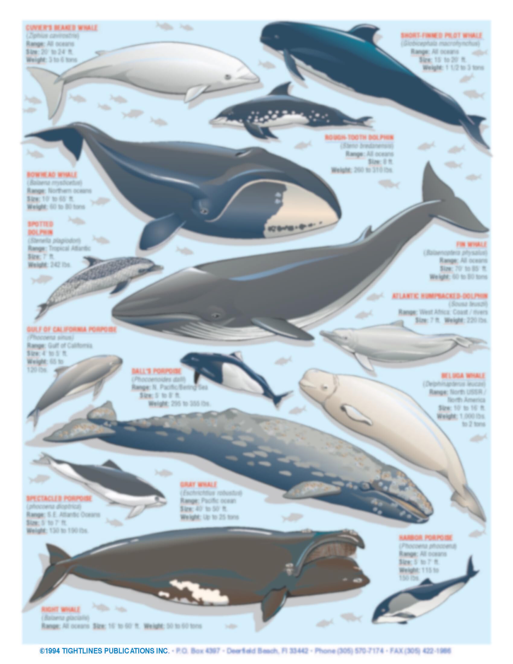 Double-sided ID Guide Waterproof Sea Mammal ID Guide #1 - Whales ...