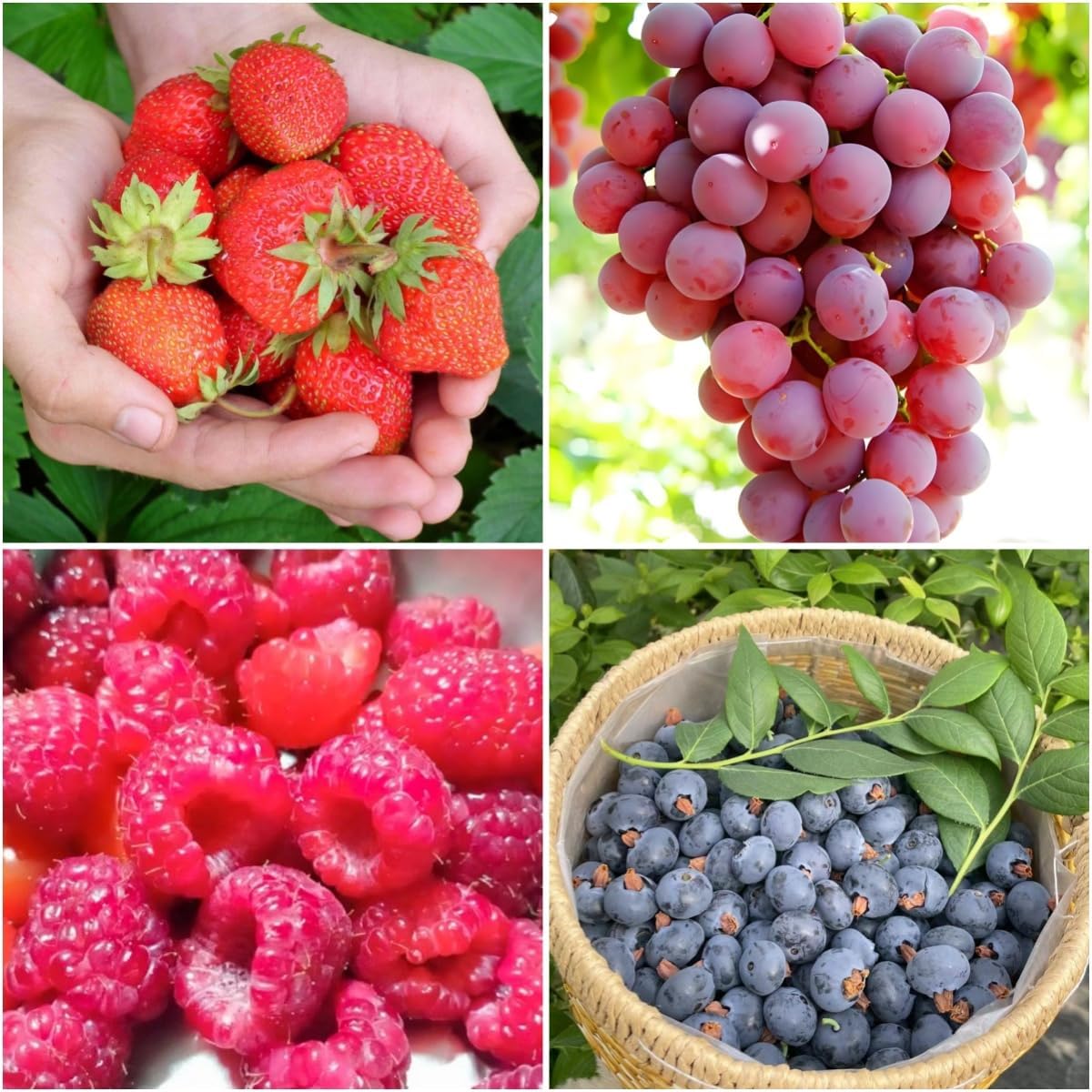 Mixed Berry Seeds Variety Pack, 1,060 Seeds Grape, Blueberry, Raspberry & Strawberry, Non-GMO Fruit Seeds for Garden & Pots