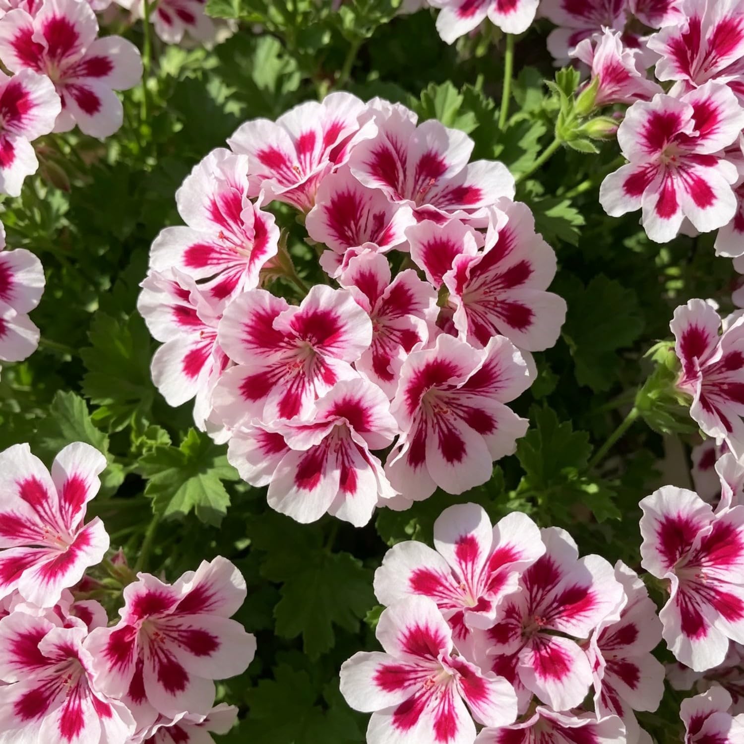 Double Geranium Seed-Hardy,Perennial, Vibrant Floral Display Garden