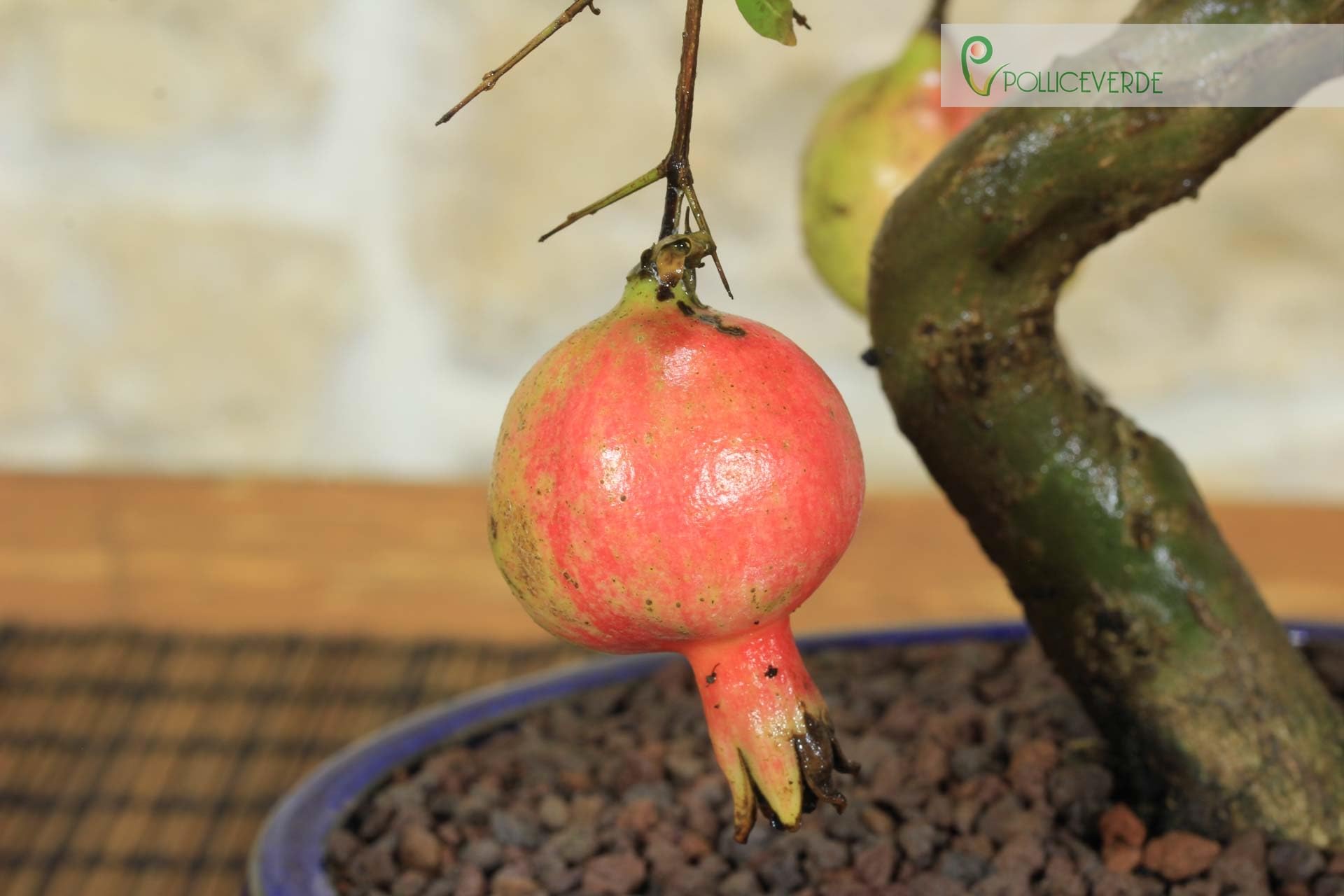 Pollice Verde - Bonsai Melograno Nano (Punica Granatum) 9 Anni – Pianta Vera da Esterno con Fiori Vivaci e Frutti – Vaso in Ceramica Smaltata – Idea Regalo per Giardino