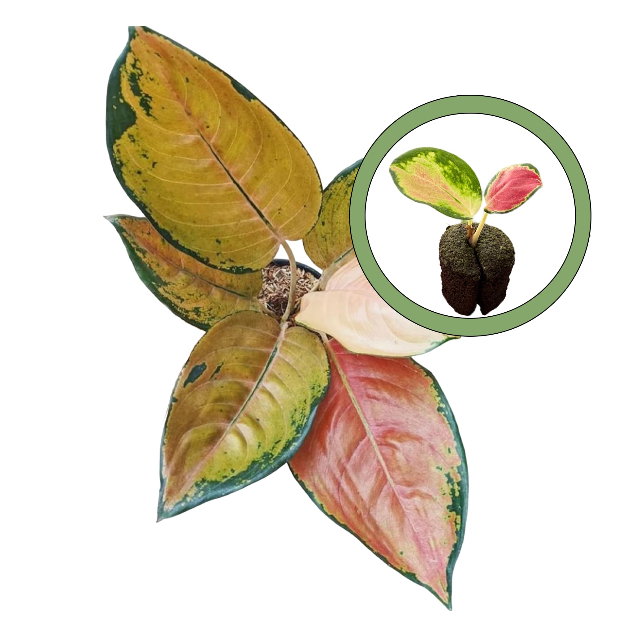 Aglaonema Sultan Brunei Starter Plant, Natural