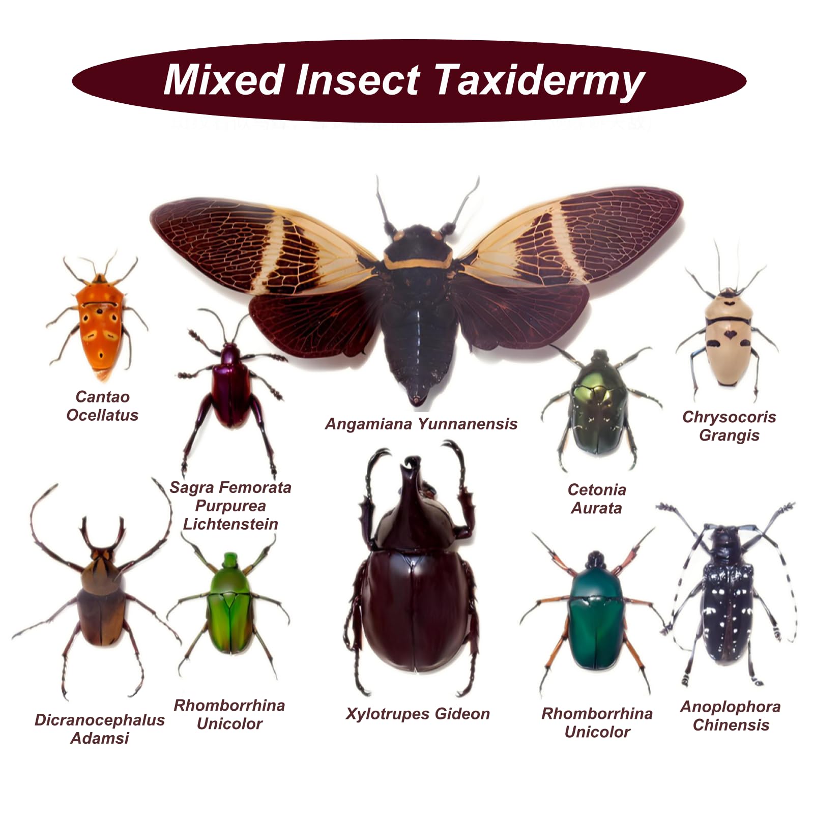 DRXRD Taxidermia de Insectos Mixtos para Decoración de Pared, Vitrina de Insectos Reales con Caja de Madera Enmarcada, para Colecciones y Comprensión de la Estructura de los Insectos