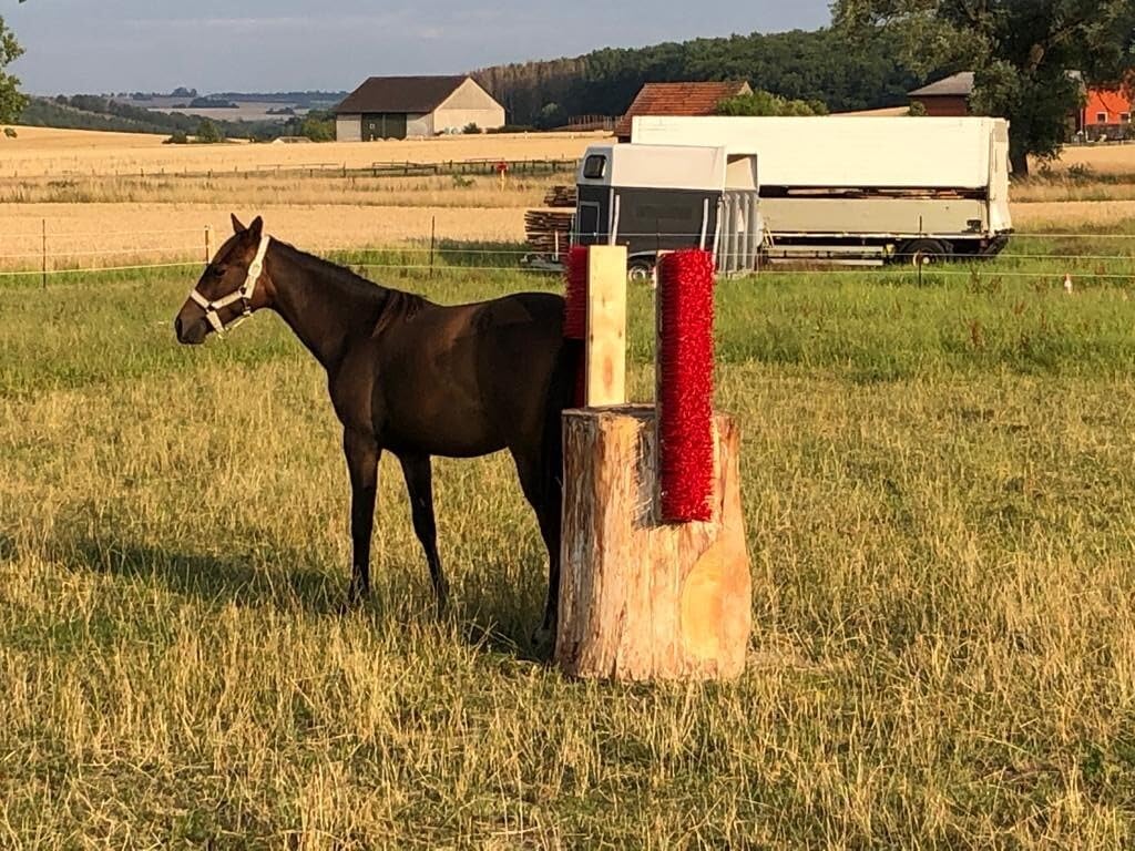 Viehbürste mit 200mm langen Borsten zur Fellpflege für Pferde, Ponys, Rinder 1000mm mit Metallschiene zur Befestigung