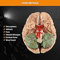 Vista 5 de BEAMNOVA Modelo de cerebro humano para enseñar neurociencia con vasos Modelo de anatomía de tamaño real para aprendizaje Ciencias Exhibición