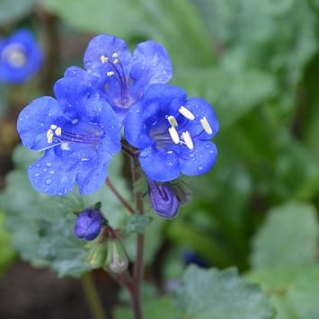 Eden Brothers California Bluebell Seeds