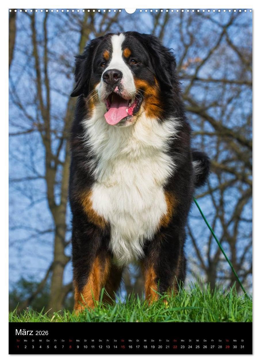 Faszination Berner Sennenhund (hochwertiger Premium Wandkalender 2026 DIN A2 hoch), Kunstdruck in Hochglanz: Auf 13 bezaubernden Fotos begleiten uns Berner Sennenhunde durch das Jahr (CALVENDO Tiere)