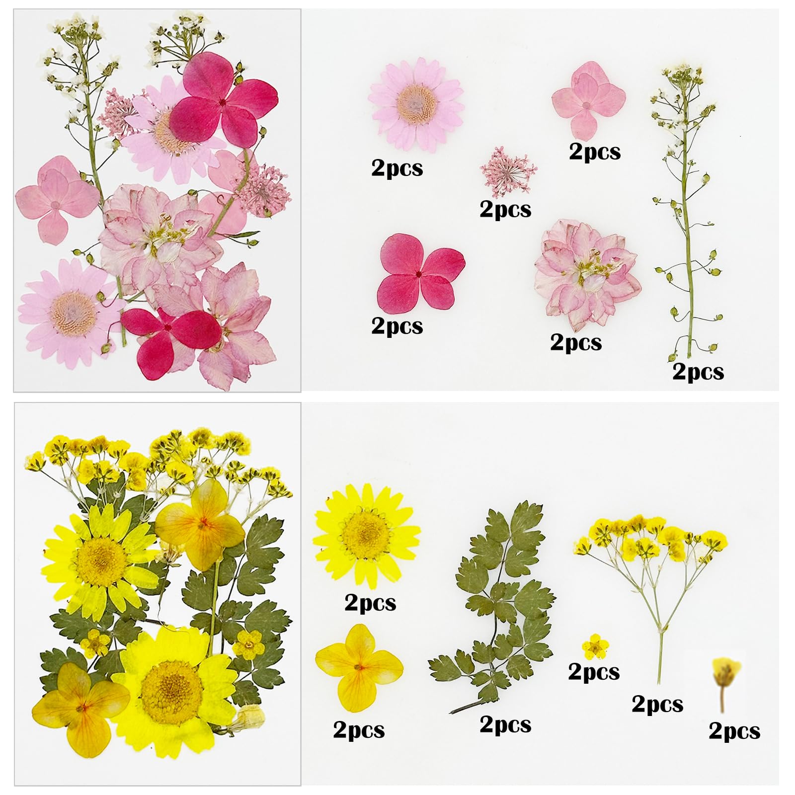 Cayway Naturalne suszone kwiaty prasowane do scrapbookingu, biżuterii z żywicy epoksydowej