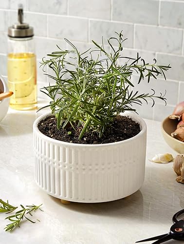 Miniatura 3 de LE TAUCI Macetas para suculentas, maceta de cerámica de interior de 6.5 + 8 pulgadas con orificio de drenaje, macetas redondas poco profundas para