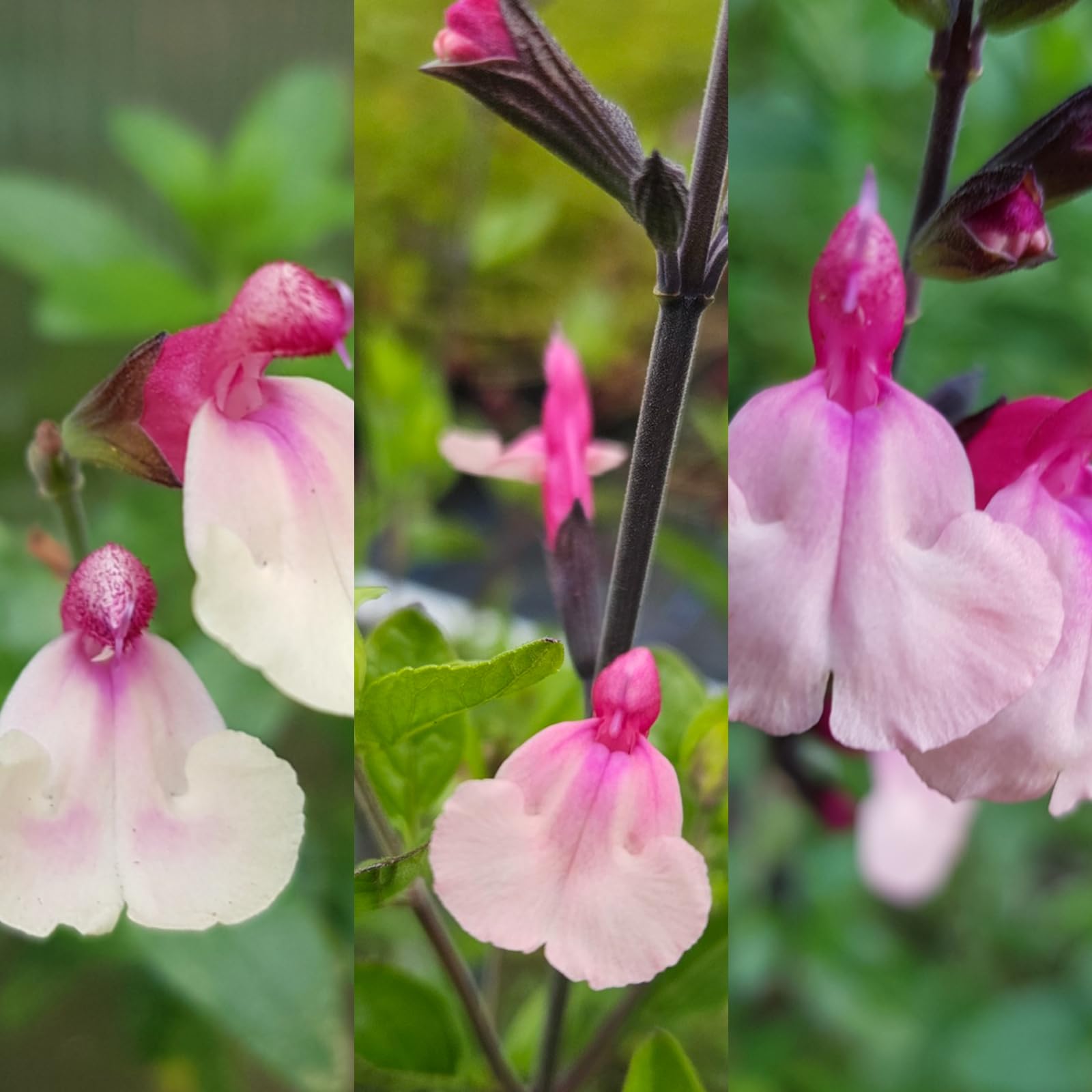 Carbeth Plants - Salvia Cuello 3 x Mixed Plants in 9cm Pots
