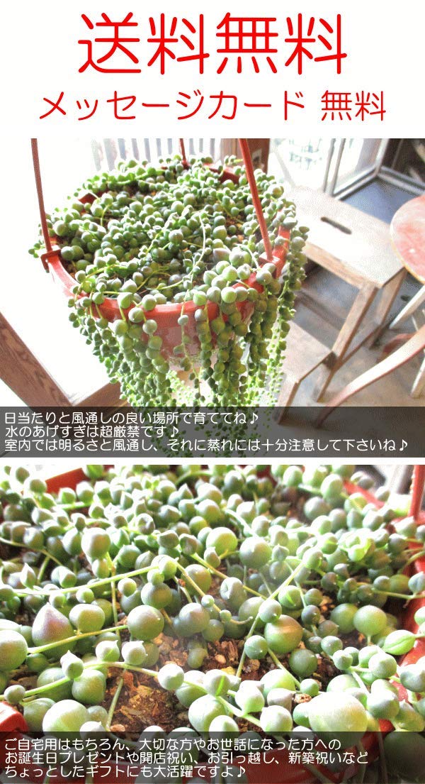 Amazon｜グリーンネックレス 6号吊り鉢 鉢植え 多肉植物 セネシオ 緑の