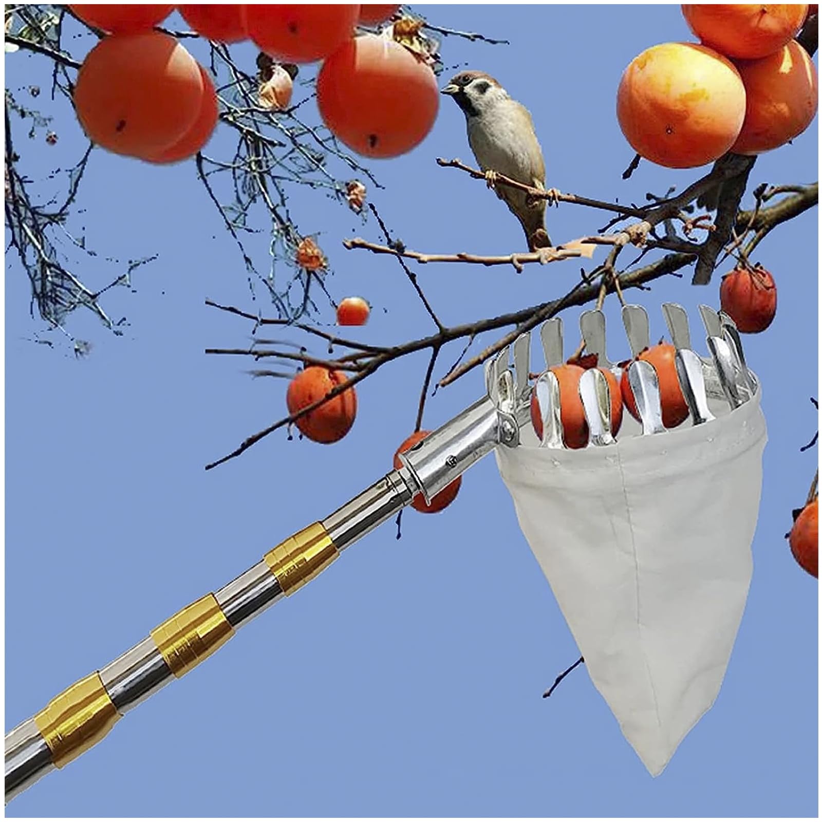 DXDRT Fruit Picker, Apple Picker Telescoping Pole with Fruit Carrying Bag, Sturdy Lightweight Thicken Stainless Steel Fruit Harvester for Mango Pear Orange Avocados Lemon Tree Picker,3M/9.8FT