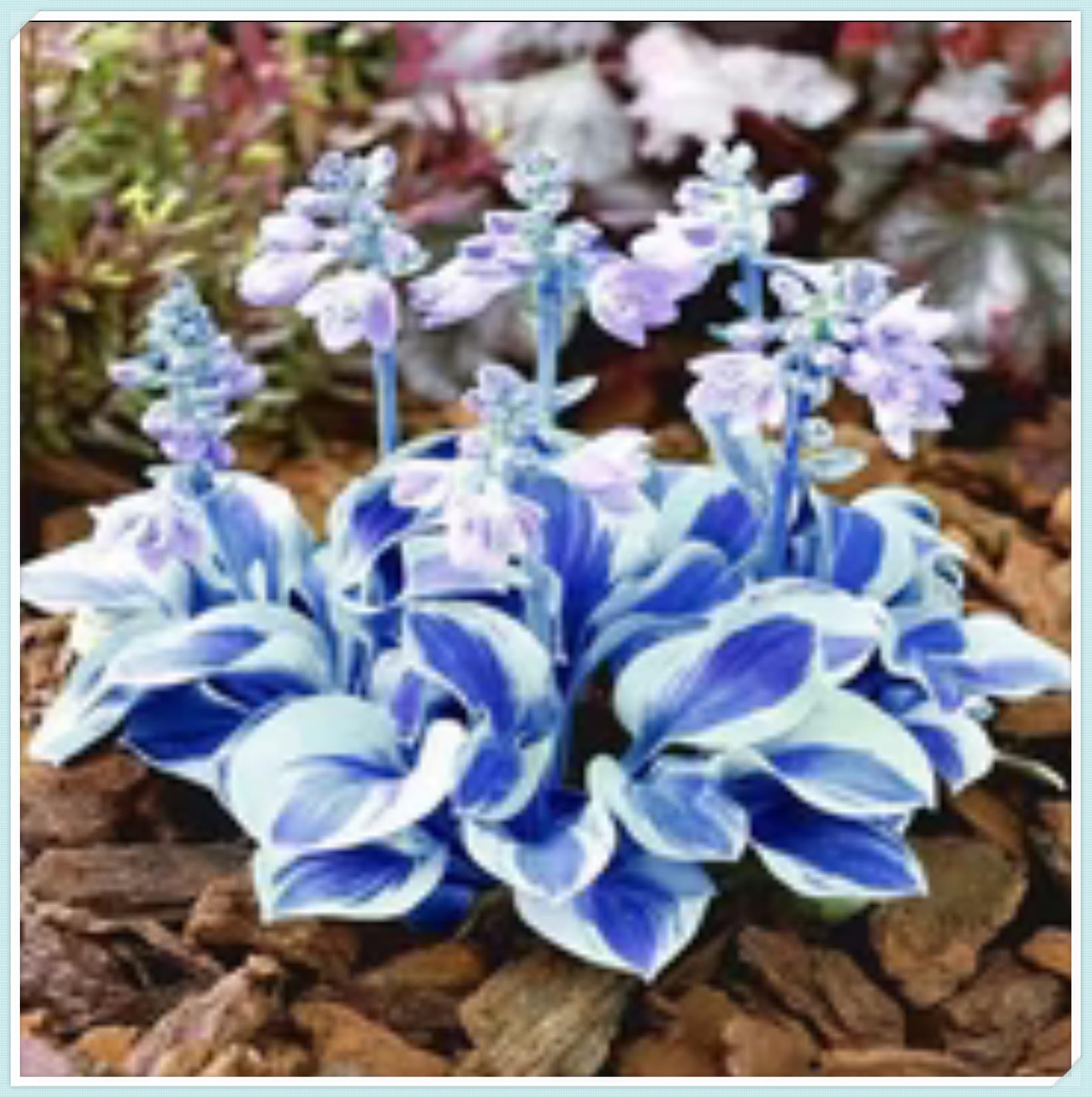 Bloom Year After Year Large Hosta Plants Ornamental Flowers/Hardy Perennial/Wedding Flowers-6bulbs-a