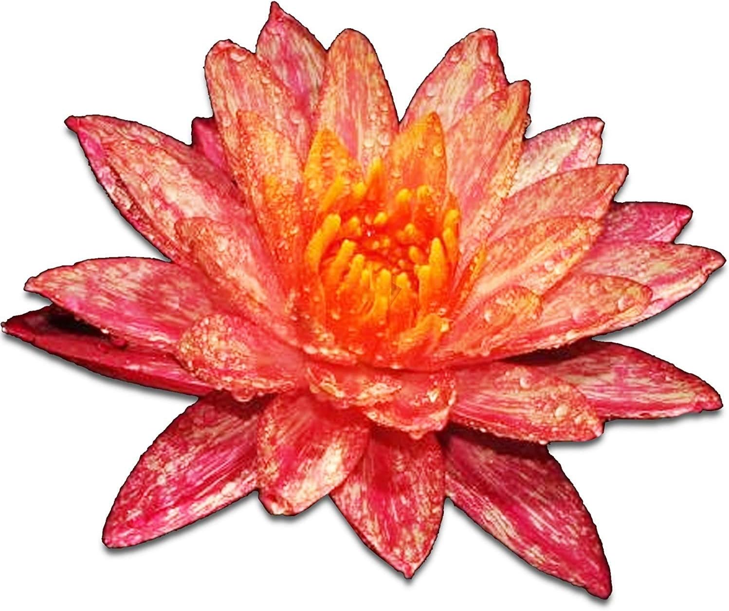 Greenpro Live Aquatic Plant Nymphaea Wanwisa Red Hardy Water Lilies Tuber for Aquarium Freshwater Fish Pond