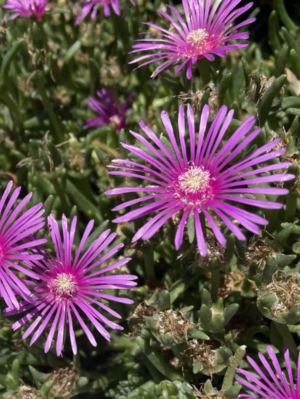 Nerdy Sketch Book, 300 pages, 825”x11” (Lampranthus Spectabilis Hard Cover): Flower Description: Mesembryanthemum (meaning “midday flowering”) is a ... plants indigenous to southern Africa.
