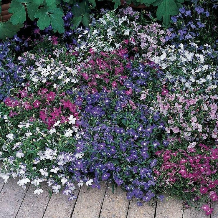 Park Seed Lobelia Flower Plant Seeds, Easy to Grow, Perfect for Spring Garden, Deep Rose, Pack of 20