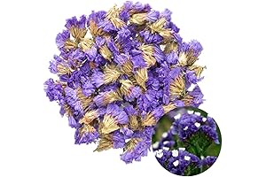 TooGet Dried Forget-me-not Flowers for Tea, Sachets, and Potpourris