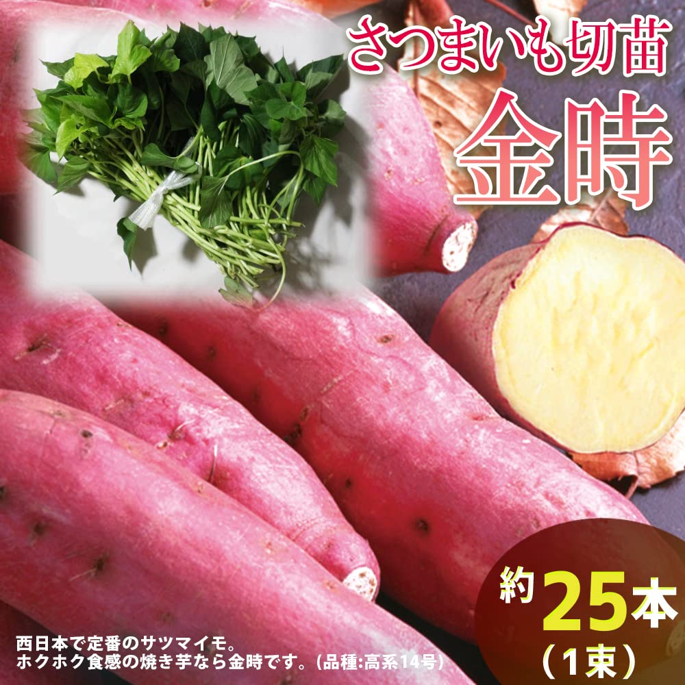 Amazon.co.jp: さつまいも切苗 品種：金時(キントキイモ) 約25本【納期