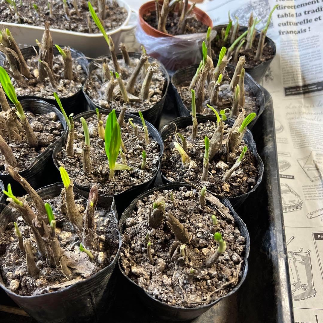 ぱぺこ クリスマスローズ 小苗 SDソレイユ（銅葉）セルフ クリスマス