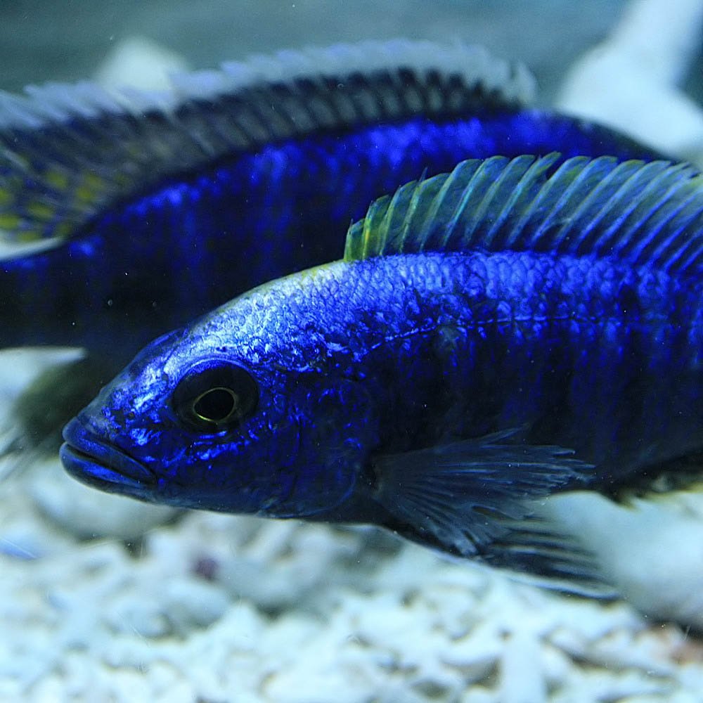 アフリカンシクリッド スキアエノクロミス・フライエリー（アーリー） アイスバーグ 幼魚3cm前後 20匹 スキアエノクロミス・フライエリー（アーリー） アイスバーグ 幼魚3cm
