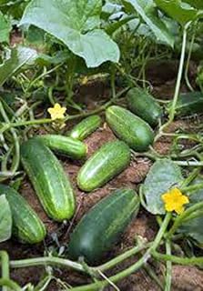 Country Creek Acres Marketer Heirloom Cucumber Seeds - 25 Pack, Sweet Crisp 9" Slicing Cucumbers for Salads, Snacks & Pickles