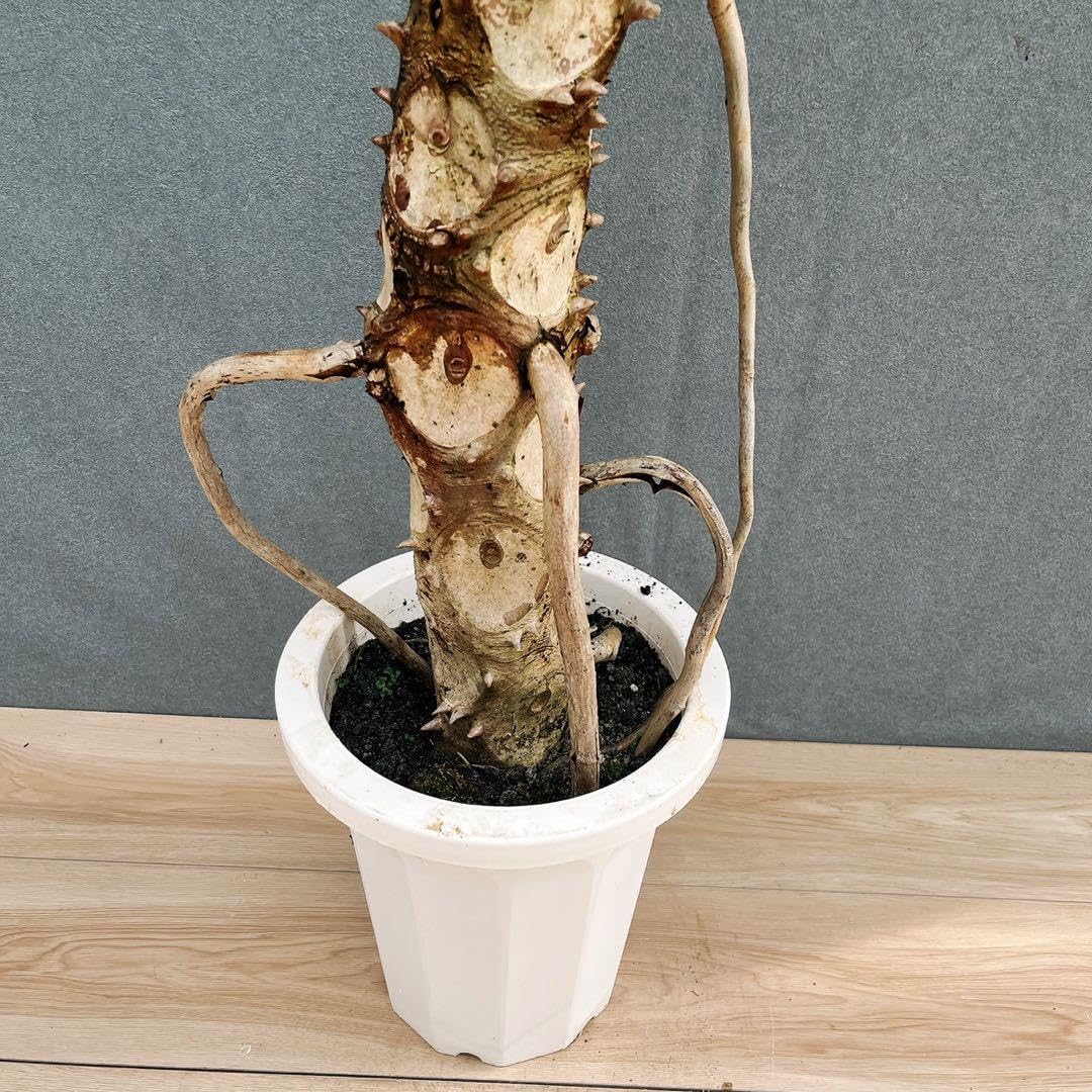 Amazon.co.jp: フィロデンドロン セローム 幹上がり 8号 観葉植物 室内