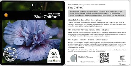 Miniatura 3 de Green Promise Farms Jerro de hibisco. Arbusto de gasa azul (rosa de Sharón), contenedor de 3 tamaños