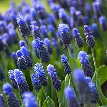 Muscari Bulbs RFS Latifolium, 25 Count Bag