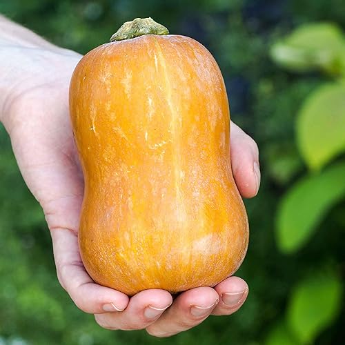 Miniatura 2 de Semillas de calabaza (invierno) - Nuez - 1 onza - Semillas de verduras, semillas polinizadas abiertas fáciles de cultivar y mantener, crecimiento