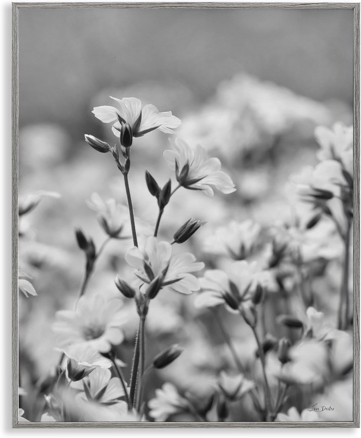 Stupell Industries Budding Meadow Flora Framed Giclee Art Design by Lori Deiter