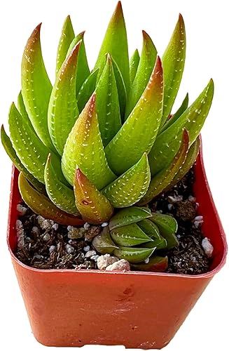 Miniatura 5 de Sprout N Green Haworthia Collection, 3 plantas suculentas vivas totalmente enraizadas en maceta de inicio de 2 pulgadas, decoración de boda en