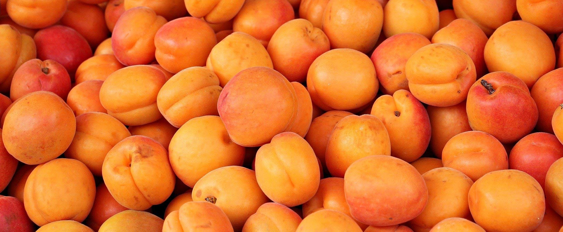 Aprikosen frisch und lecker im 5 kg Karton