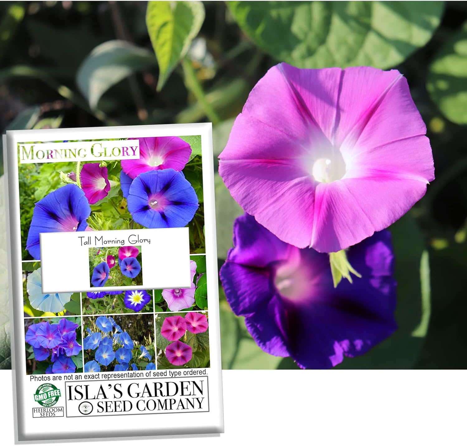 Tall Morning Glory Seed Mix for Planting, 100+ Flower Seeds Per Packet, (Isla's Garden Seeds), Non GMO & Heirloom Seeds, Botanical Name: Ipomoea purpurea, Great Home Garden Gift